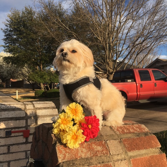 Meet your Posher, Valeria and Emmanuel - Picture 2 of 2